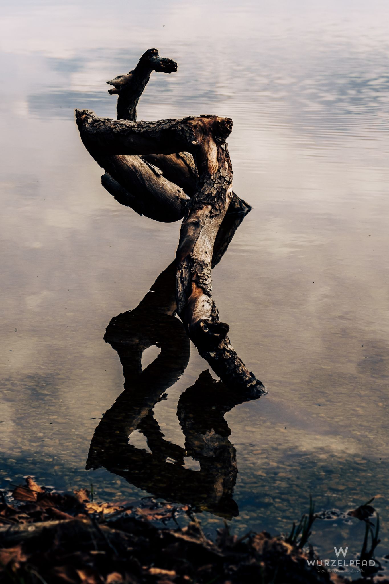 Spiegelung im Kirchsee mit altem Baumstamm